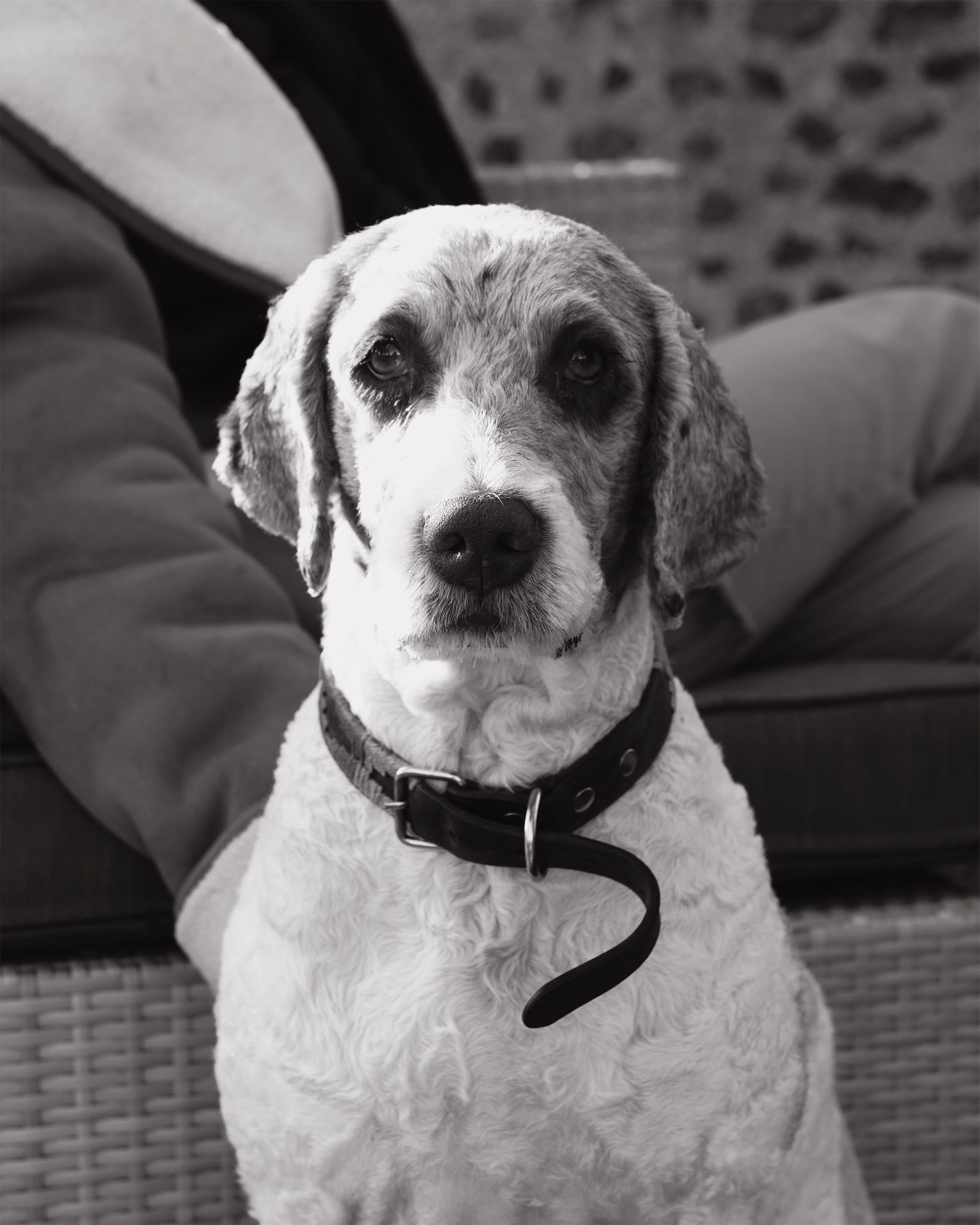 Ripette, chien médecine, le Bois Sacré