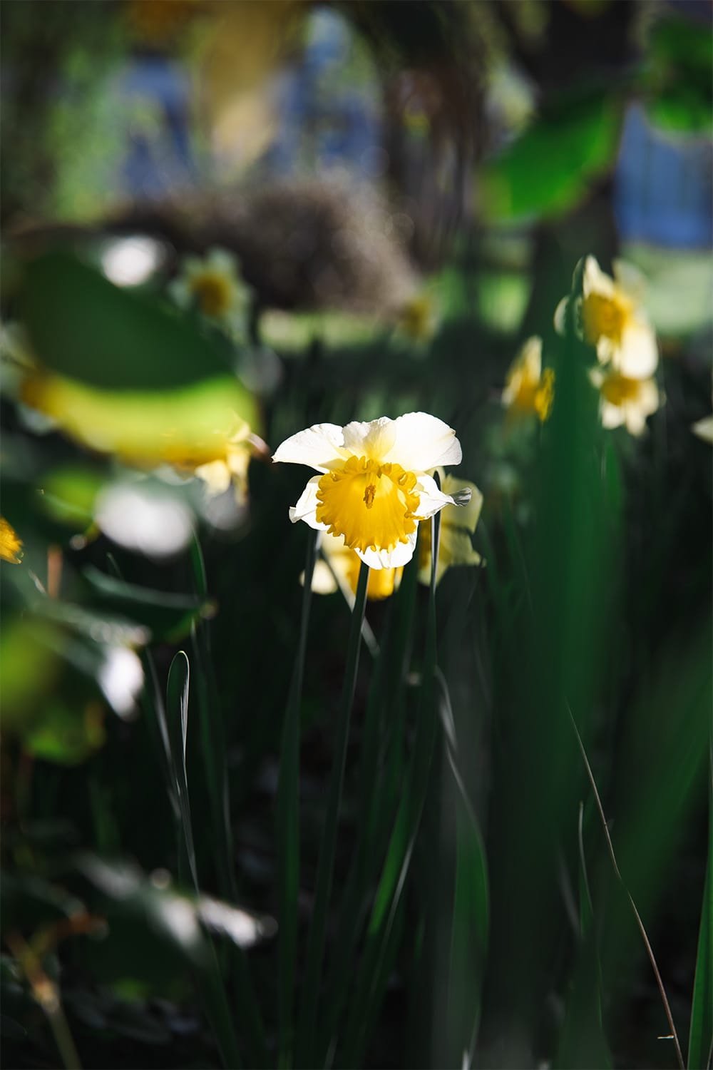 Printemps au Bois Sacré, jonquilles
