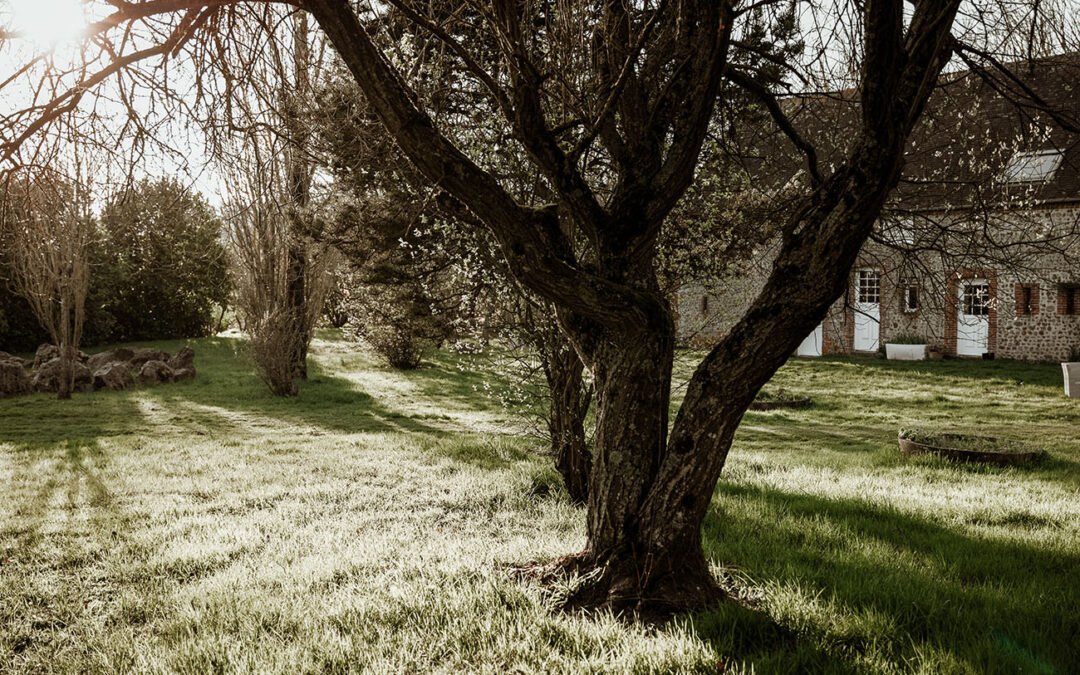 Un rêve qui prend racine : nos premiers pas au Bois Sacré