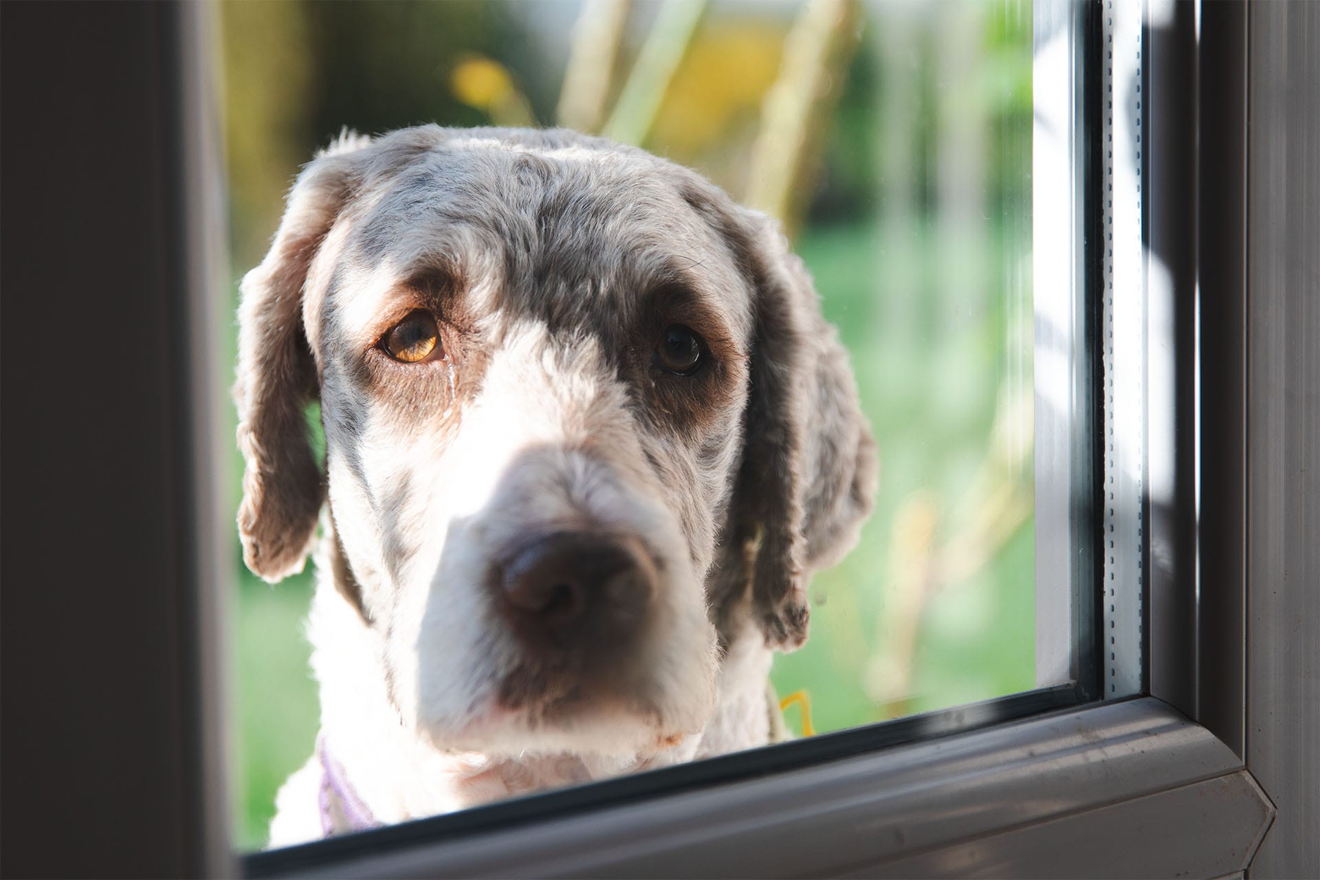 Ripette, chien-médecine au Bois Sacré