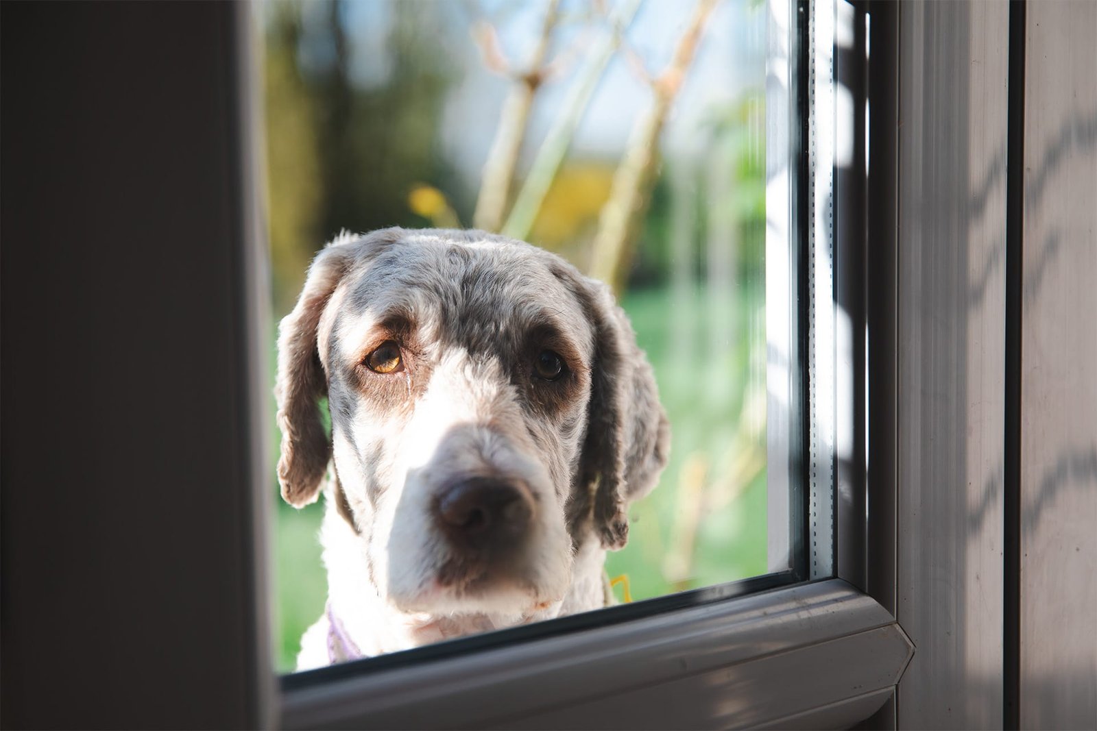 Ripette, chien-médecine, au Bois Sacré