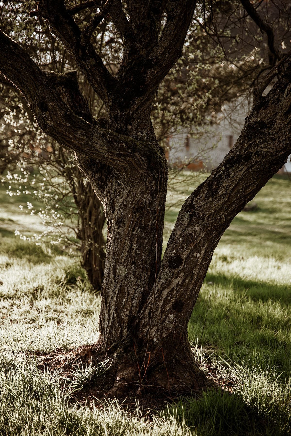 arbre singulier au Bois Sacré, dans le Perche