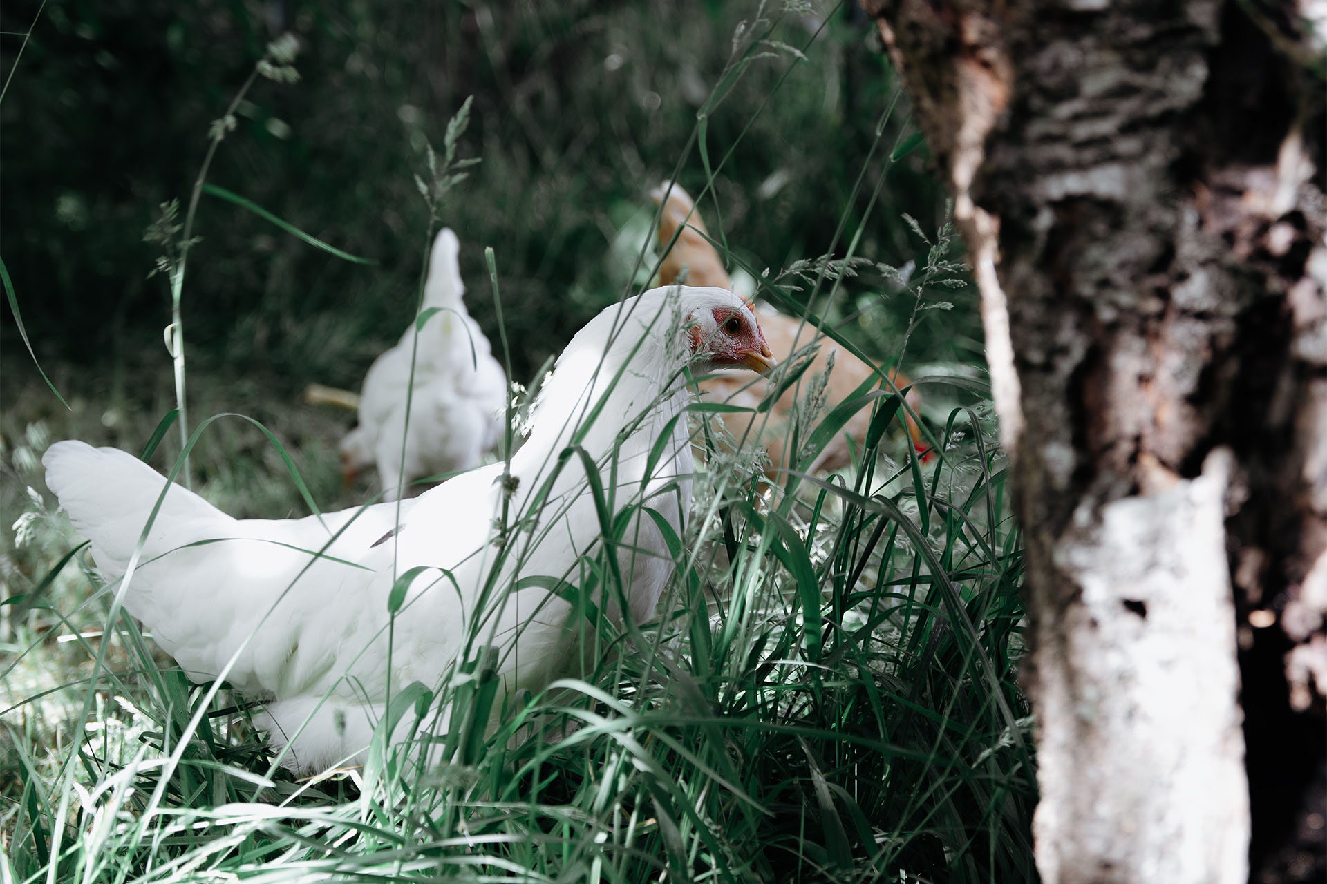 poules nature bois sacre